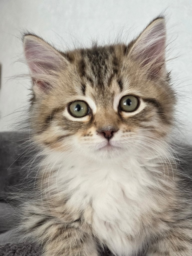 Siberische kittens met stamboom., Meerdere dieren, Met stamboom, 0 tot 2 jaar
