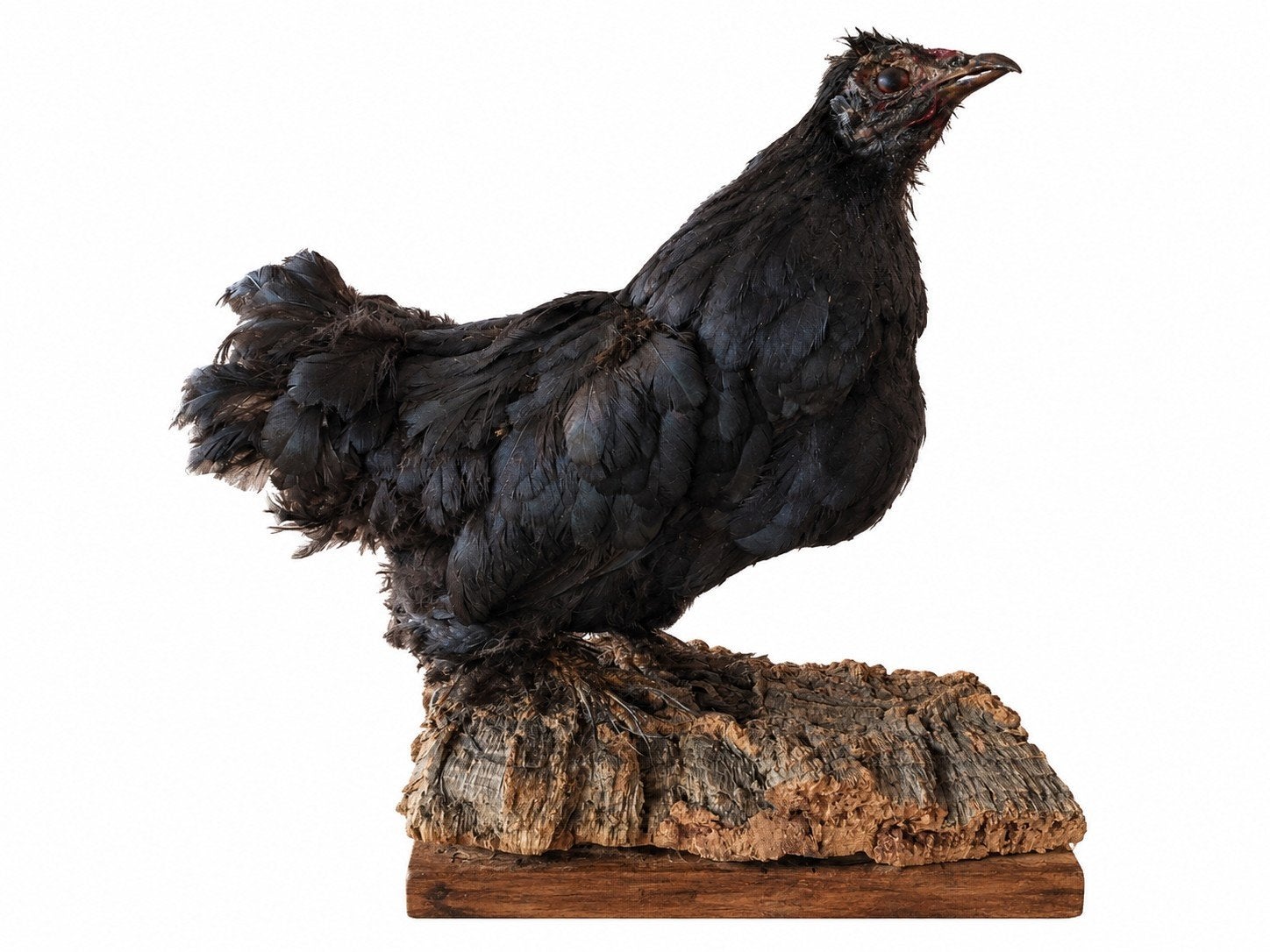 opgezette zwarte kip taxidermie antiek, Ophalen of Verzenden, Zo goed als nieuw, Vogel, Opgezet dier