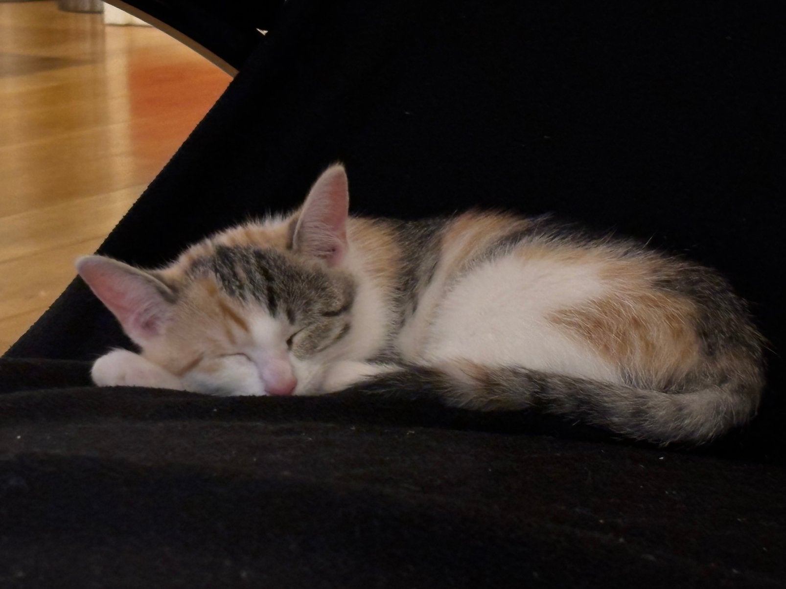 Kitten Britse korthaar x Europese korthaar, Poes, 0 tot 2 jaar