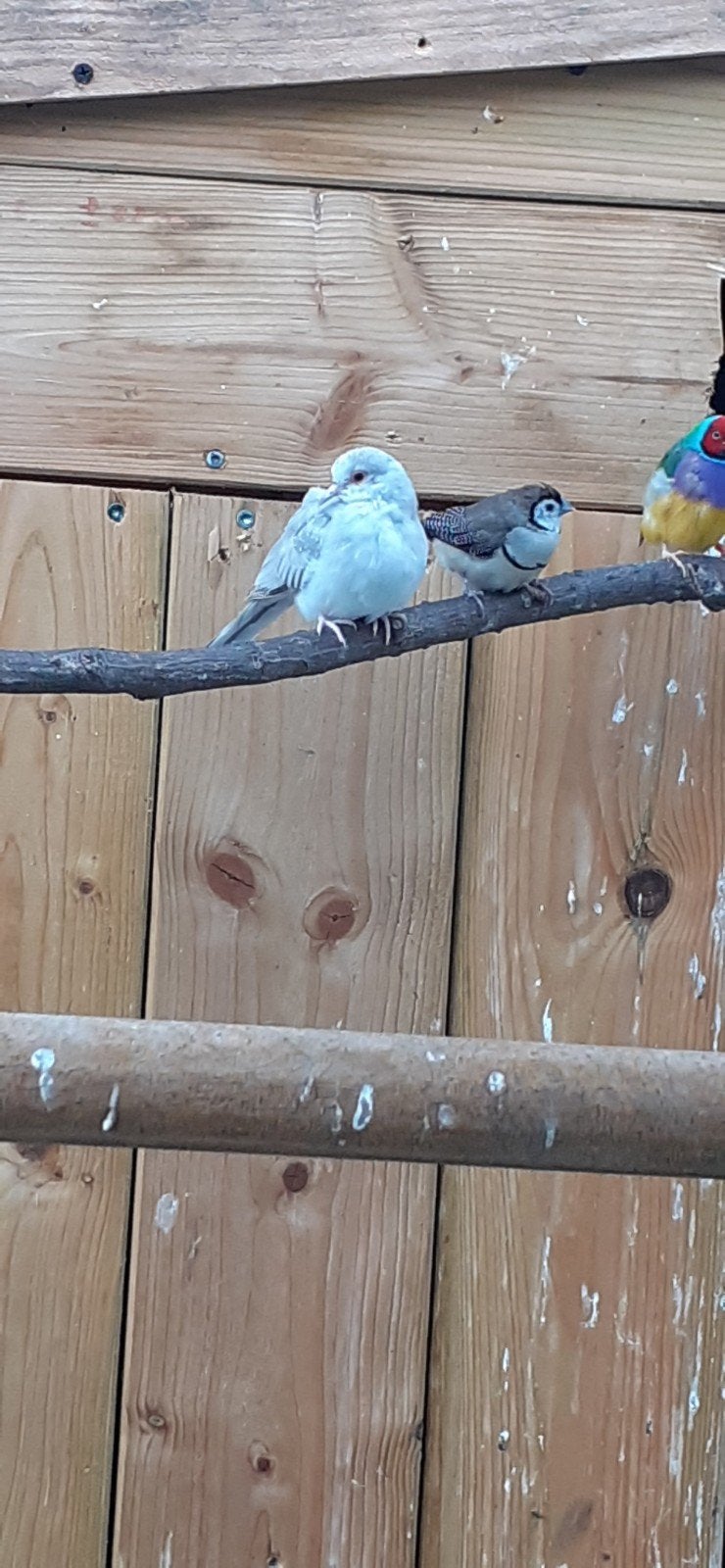 diamantduif, Dieren en Toebehoren, Vogels | Overige Vogels, Vrouwelijk