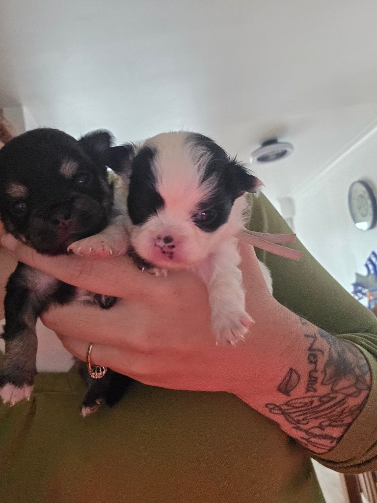Chihuahua nog 2 prachtige reutjes, Dieren en Toebehoren, 8 tot 15 weken, Meerdere dieren, Eén hond, Chihuahua