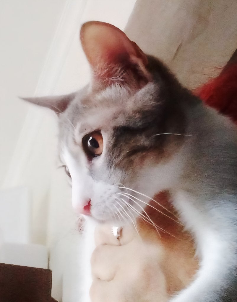 2 lieve aanhankelijke kittens (j) ingeent, gechipt, ontwormd, Kater, Kortharig, 0 tot 2 jaar