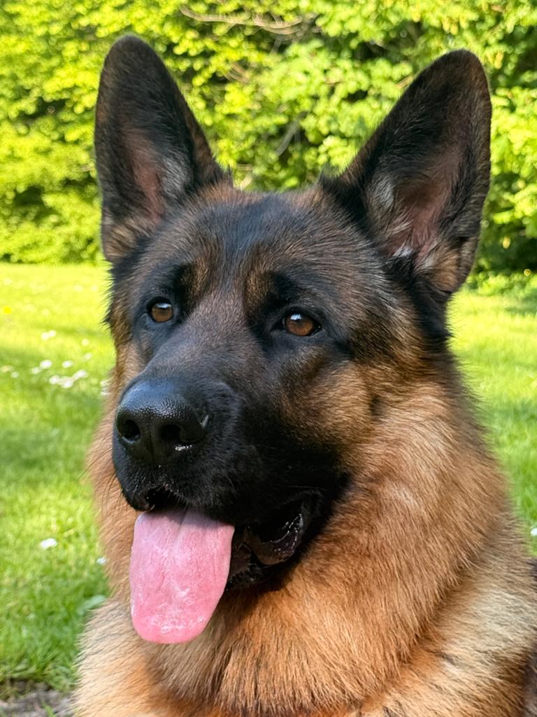 Duitse Herder reu met stamboom zoekt teef voor dekking, Dieren en Toebehoren, Honden | Dekreuen, Reu, 1 tot 2 jaar, Parvo, Eén hond