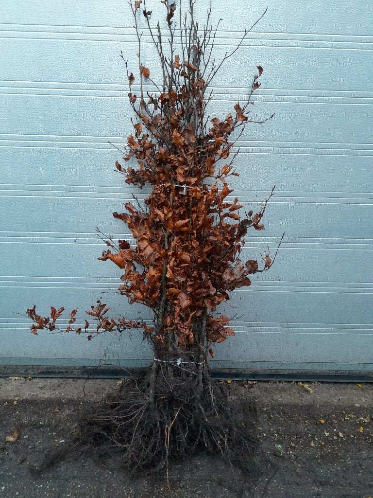 beuk (fagus sylvatica ), Ophalen, Beukenhaag, Haag, Minder dan 100 cm