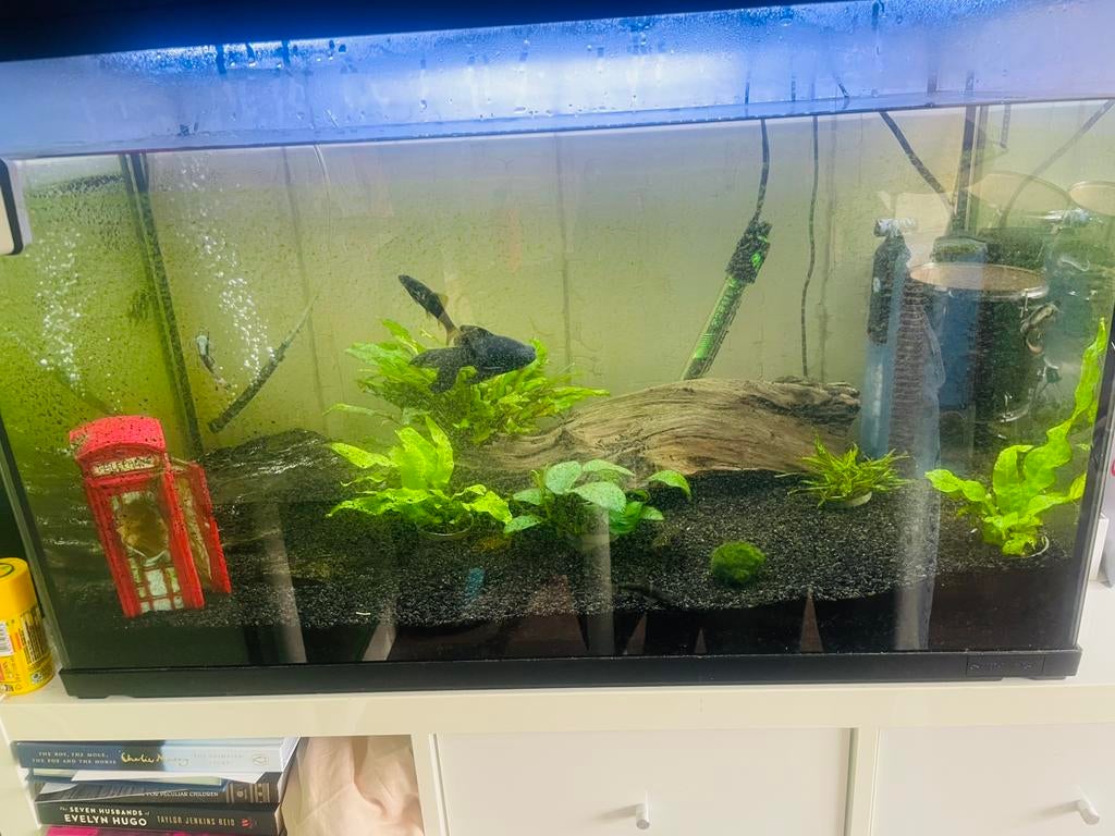 Aquarium met alles erbij, Ophalen, Zo goed als nieuw