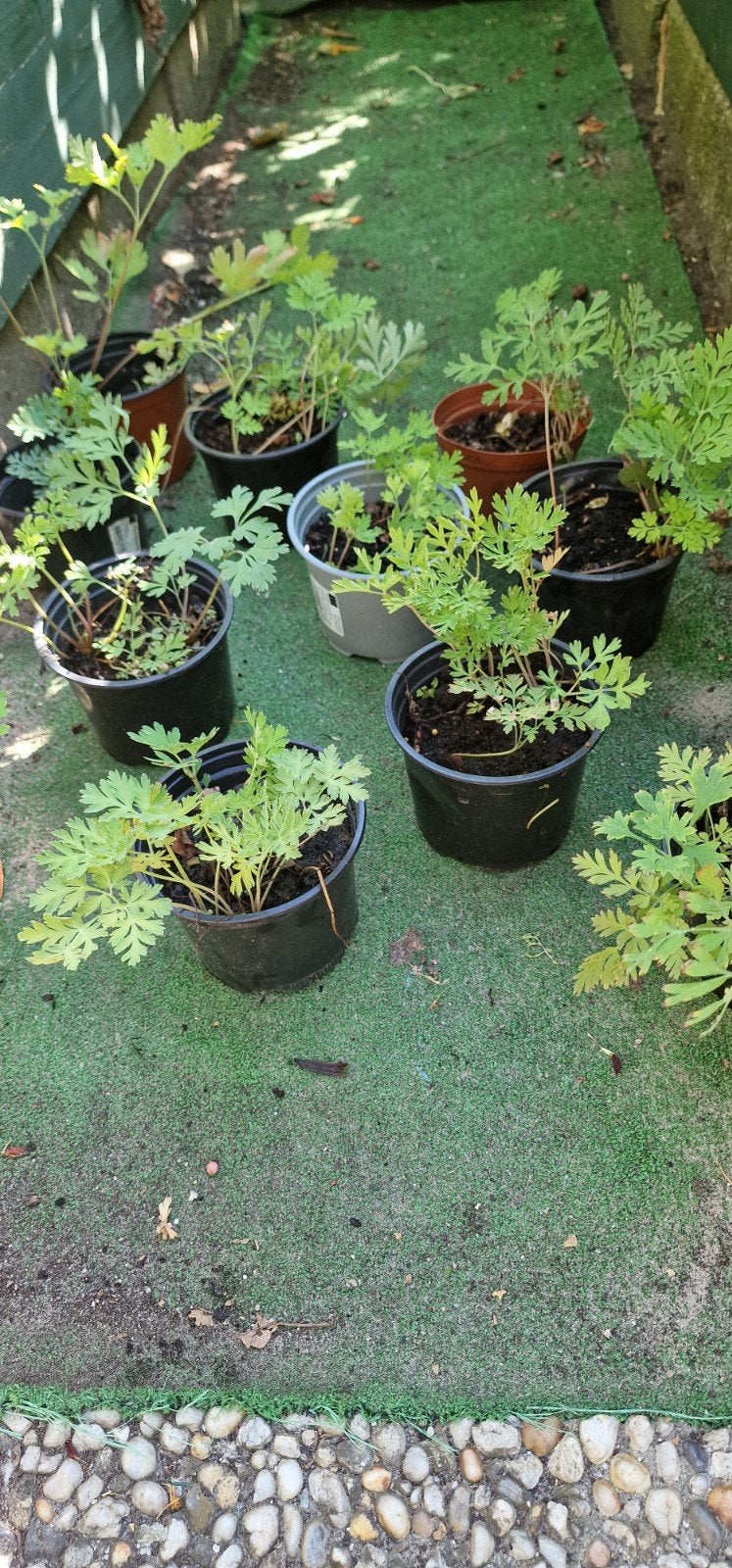 tranend hartje gebroken hartje bodembedekker, Overige soorten, Vaste plant, Ophalen of Verzenden, Halfschaduw