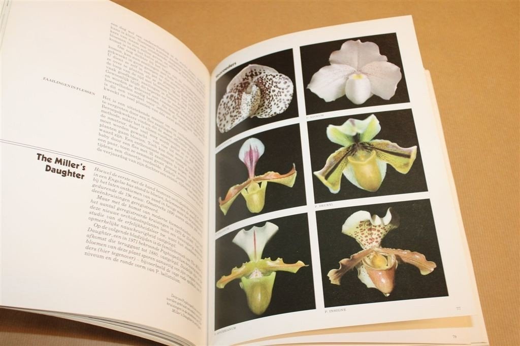Orchideeën — Kweken en Verzorging — Gids, Boeken, Ophalen of Verzenden, Gelezen, Bloemen, Planten en Bomen