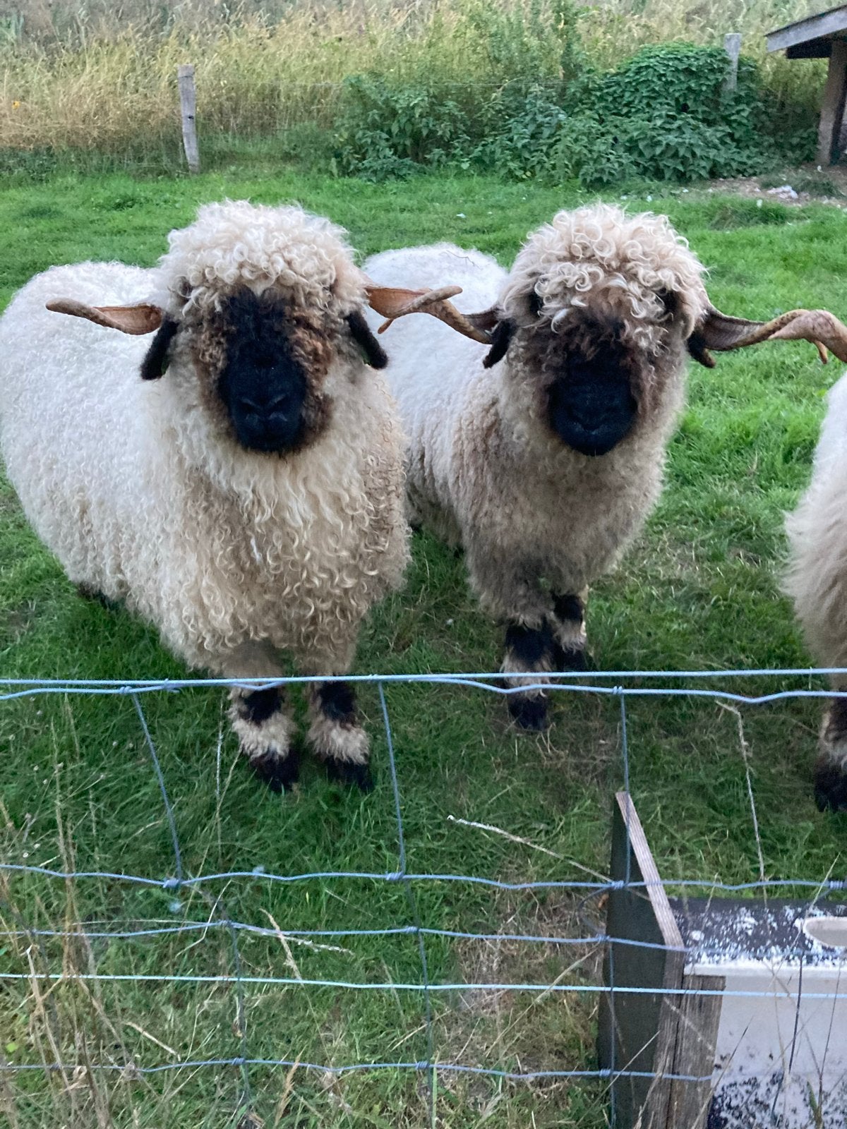 Dekram gezocht Walliser Schwarznase, Mannelijk, Schaap