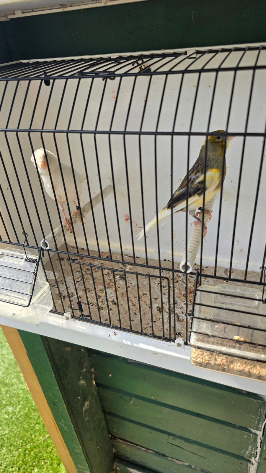 kanaries Koppel, Dieren en Toebehoren, Vogels | Kanaries, Meerdere dieren, Kleurkanarie