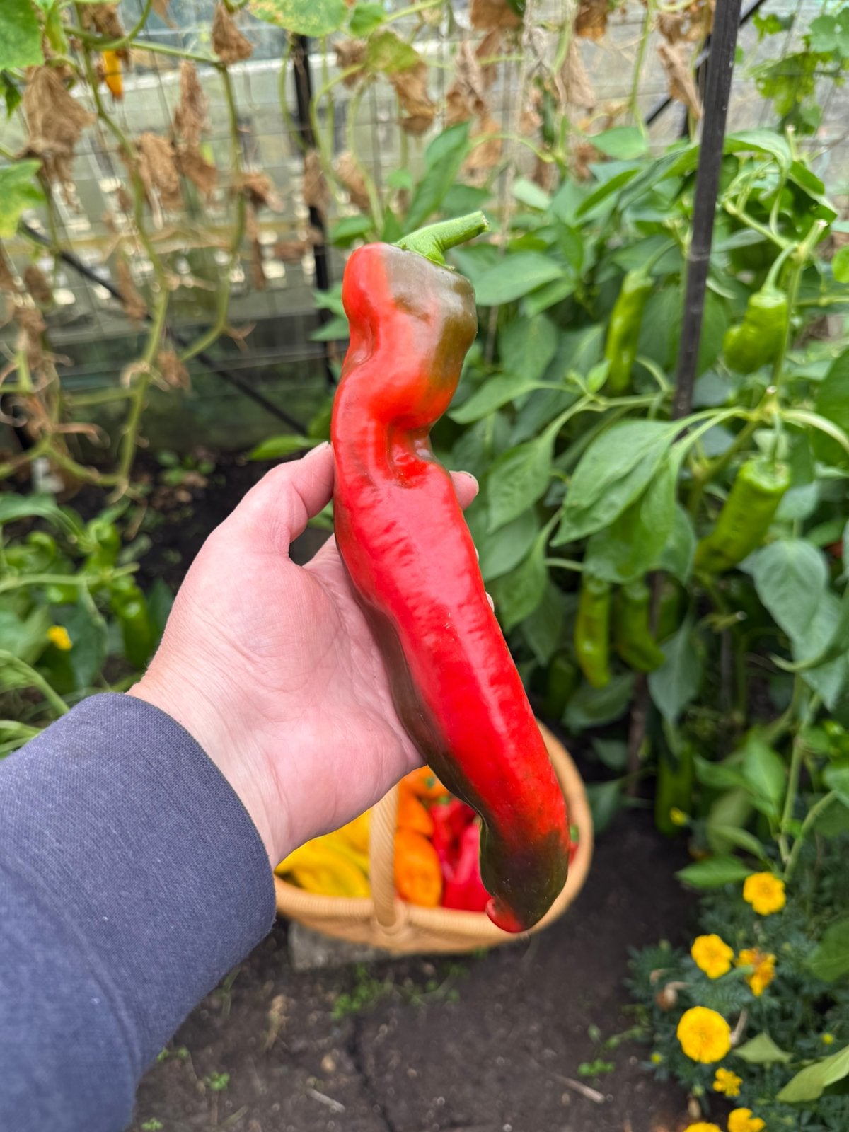 Bio zaden Paprika Corno di Toro Rosso, Ophalen of Verzenden, Volle zon
