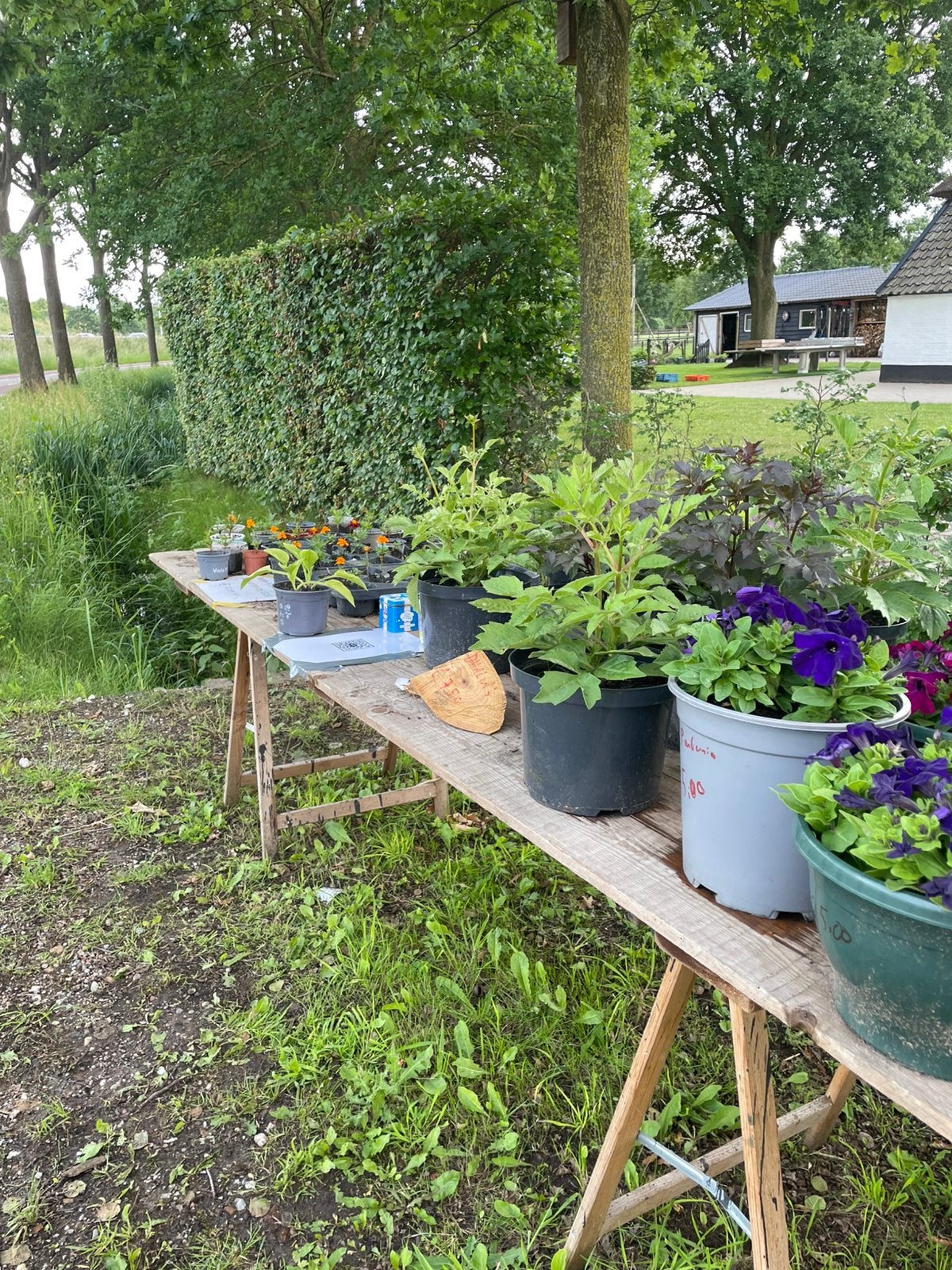Verschillende planten, Ophalen of Verzenden, Overige soorten, Volle zon