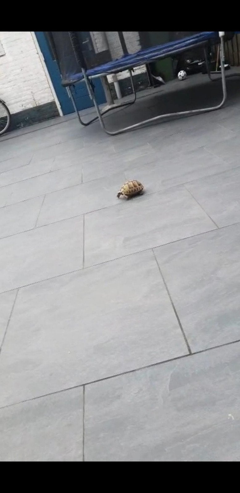 landschildpad te koop, Schildpad, Tam, 0 tot 2 jaar