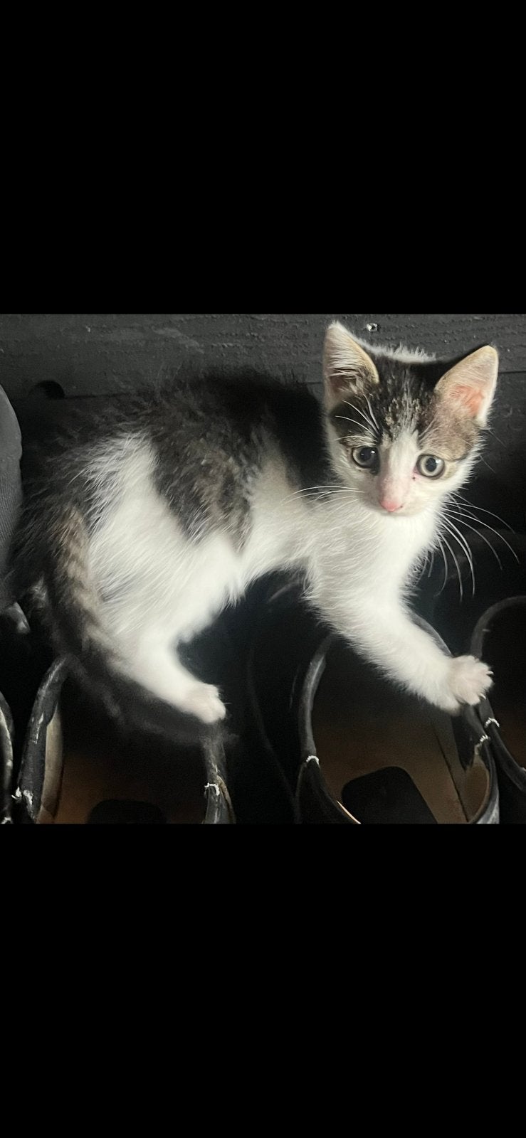 Lief aanhankelijk katertje te koop, Kater
