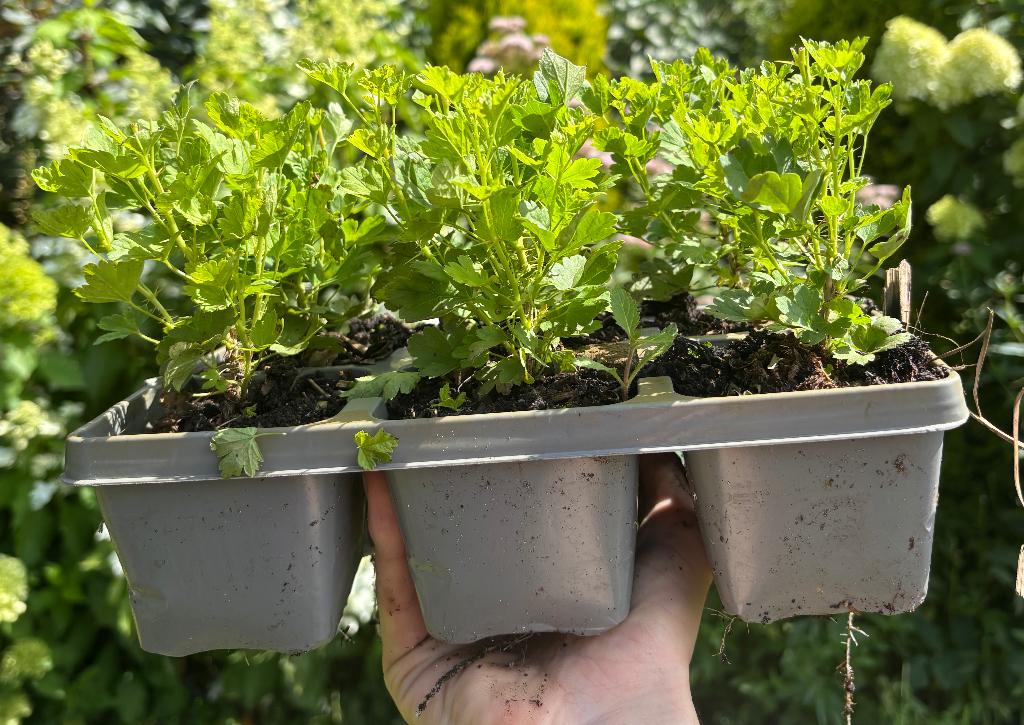 OP=OP Kruisbes gekweekt in 9cm, Volle zon, Vaste plant, Lente, Ophalen