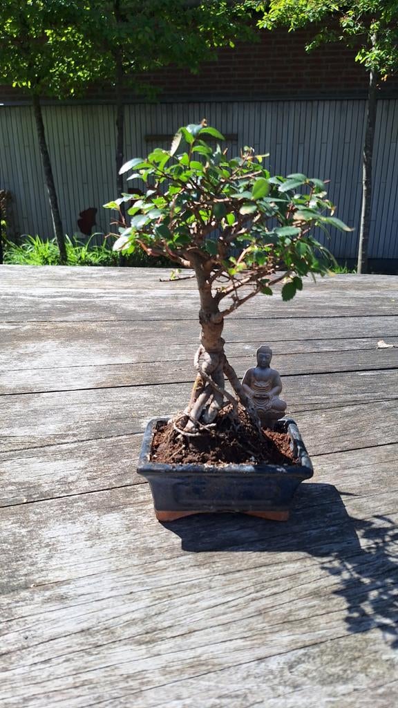 Japanse Iep Bonsai (Zelkova) - 28 cm, Ophalen of Verzenden, Vaste plant, Overige soorten, Halfschaduw