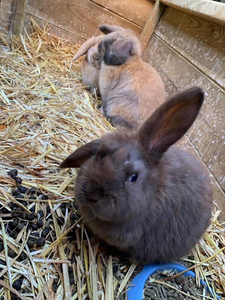Jonge hangoor konijntjes, Dieren en Toebehoren, Konijnen, Meerdere dieren, Hangoor