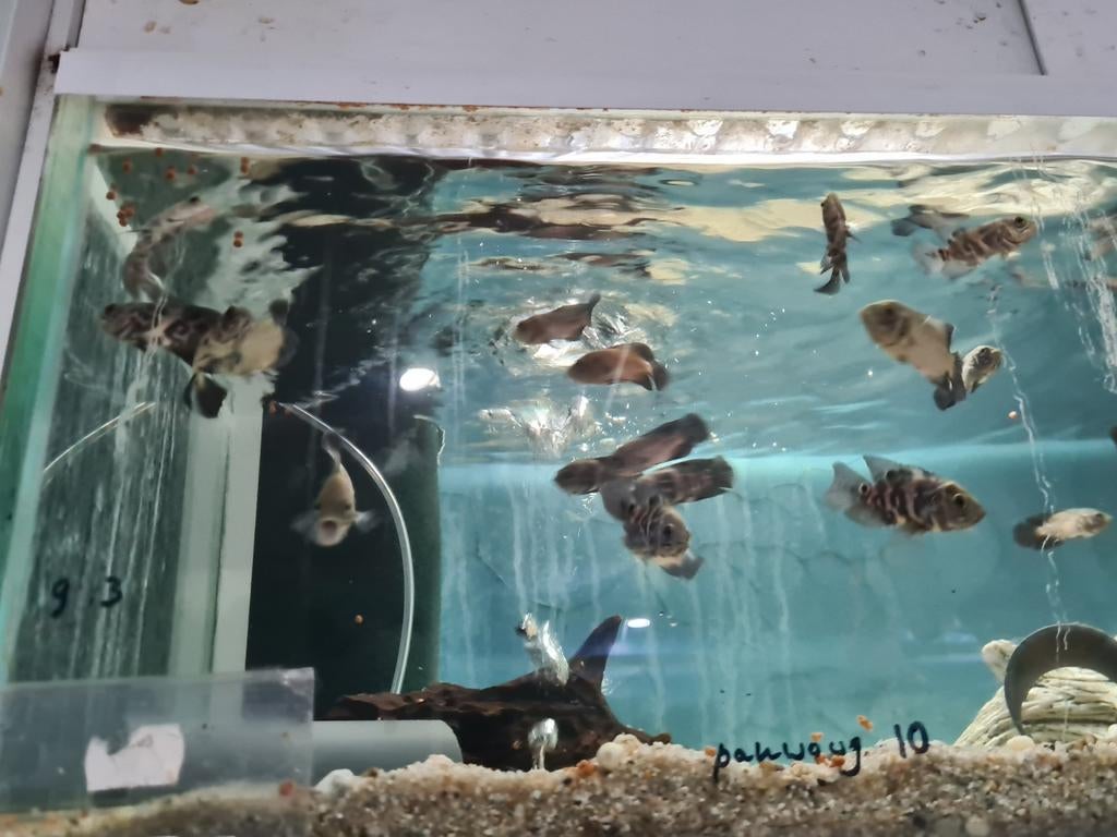 Pauwoog Cichliden, Astronotus Ocellatus, Oscar en Oscar Red, Vis, Zoetwatervis