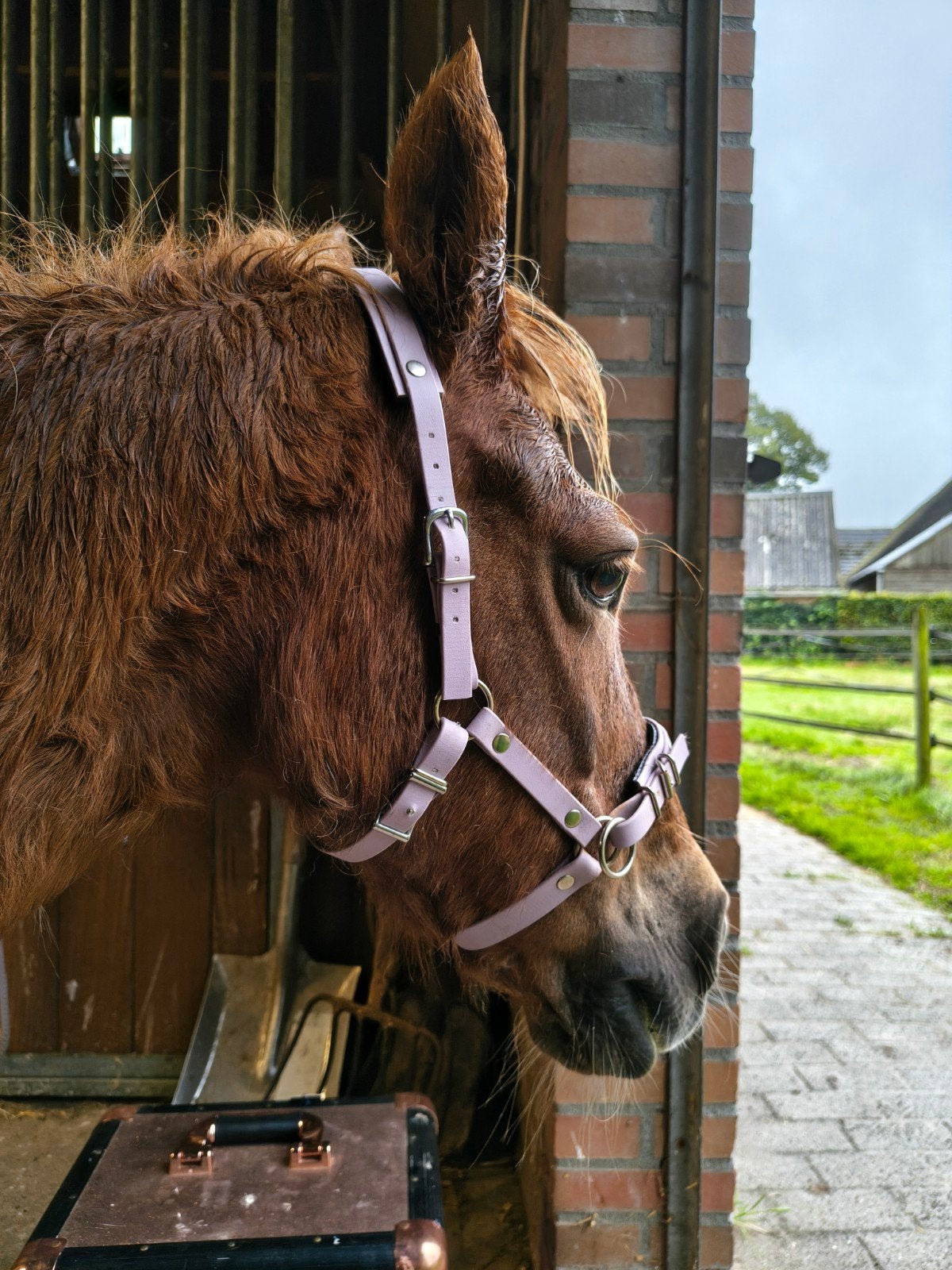 Lila bitloos hoofdstel Shet, Ophalen of Verzenden