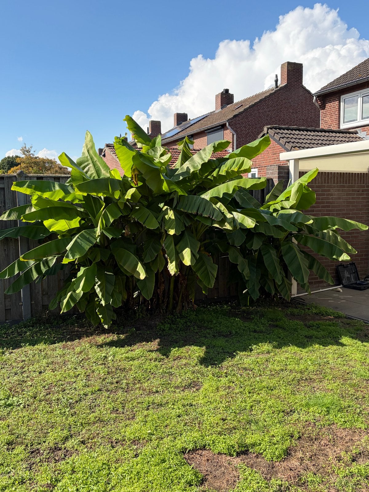 Grote bananenplant (Musa), Tuin en Terras, Volle zon, Vaste plant, Bloeit niet, Ophalen