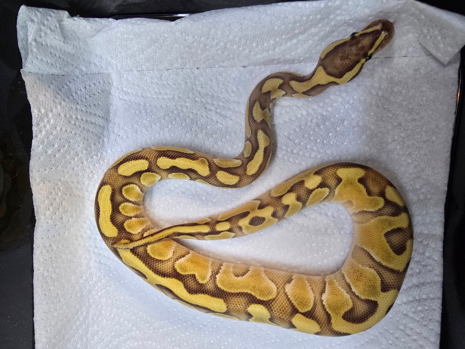 Koningspython (Python regius) – Nederlandse nakweek 2026

Op Ball Python photo 9