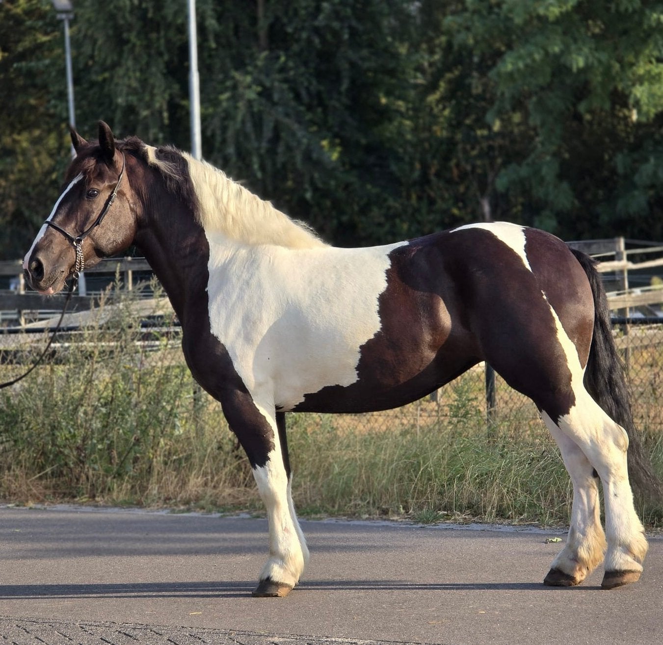 Leuke bonte merrie, Dieren en Toebehoren, Merrie, B, 160 tot 165 cm, Recreatiepaard