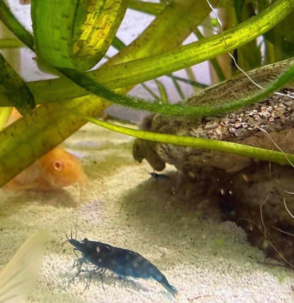 Blauwe garnalen neocaridina, Dieren en Toebehoren, Kreeft, Krab of Garnaal