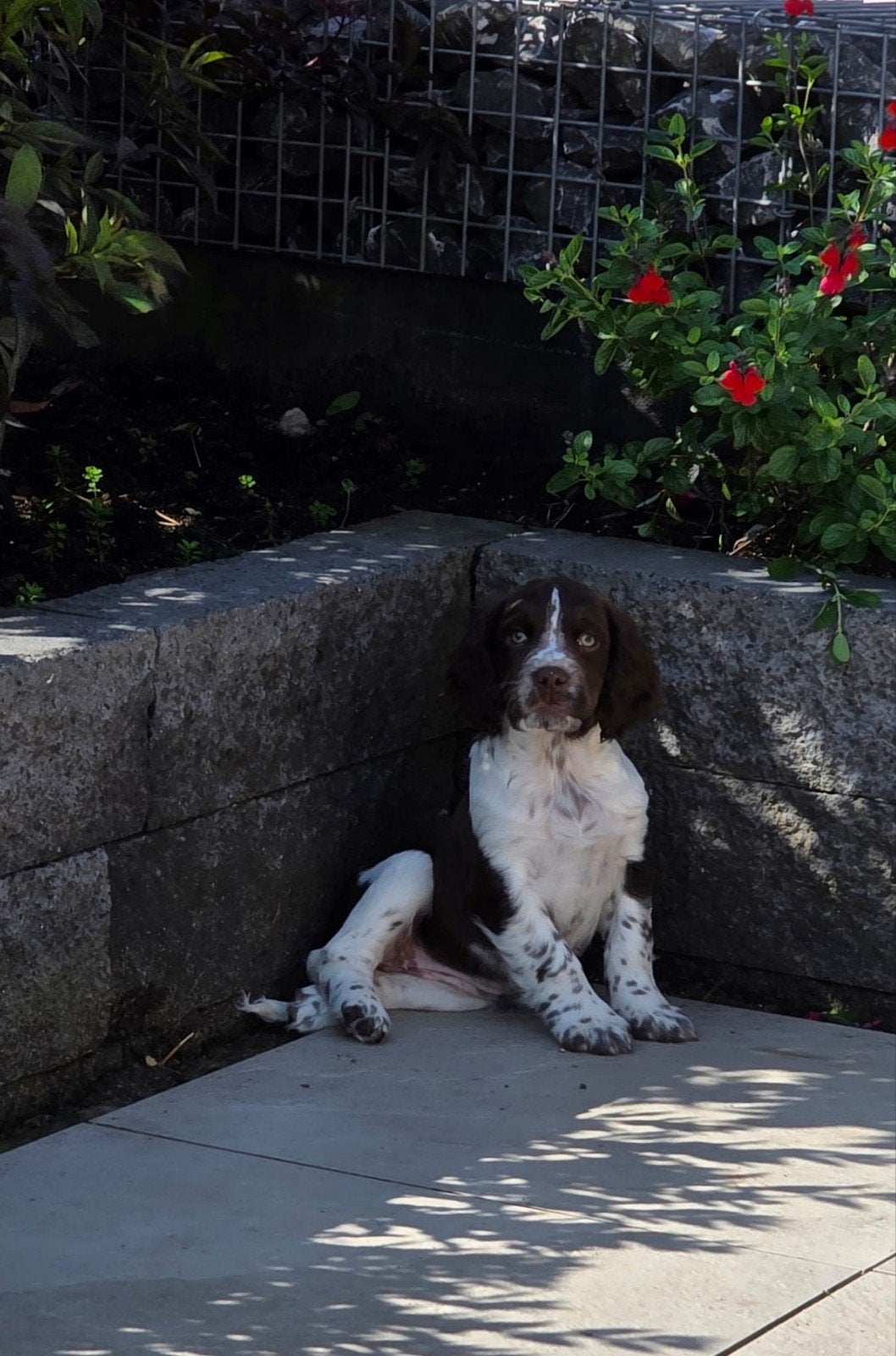 💗 prachtig mooie engelse springer spaniel pup teefje 💗, Parvo, 8 tot 15 weken, Teef, Eén hond