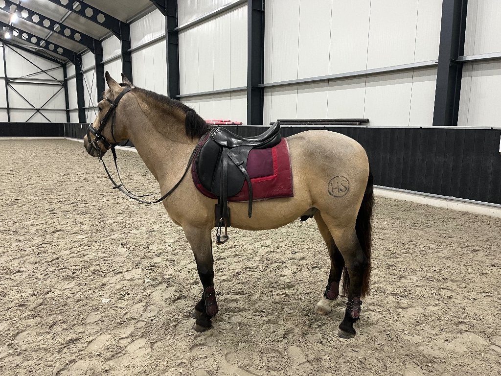 Lieve c pony - Antonio, Dieren en Toebehoren, Pony's, Gechipt, B, Ruin, C pony (1.27m tot 1.37m)