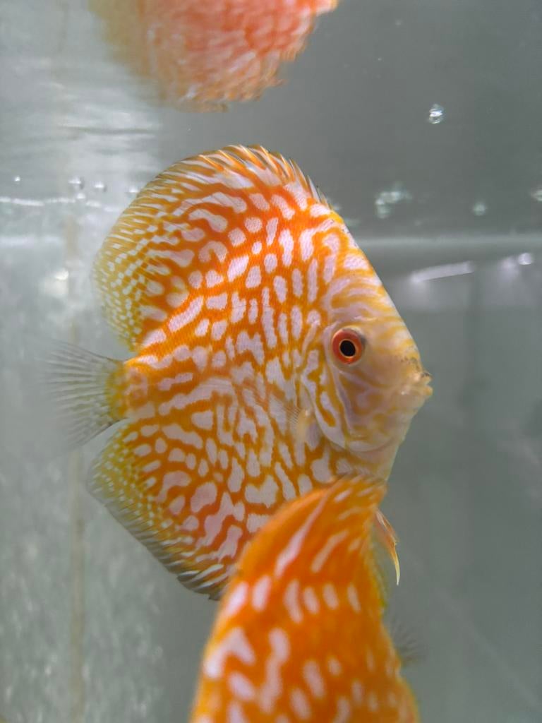 Discus yellow Checkerboard, Dieren en Toebehoren, Vis