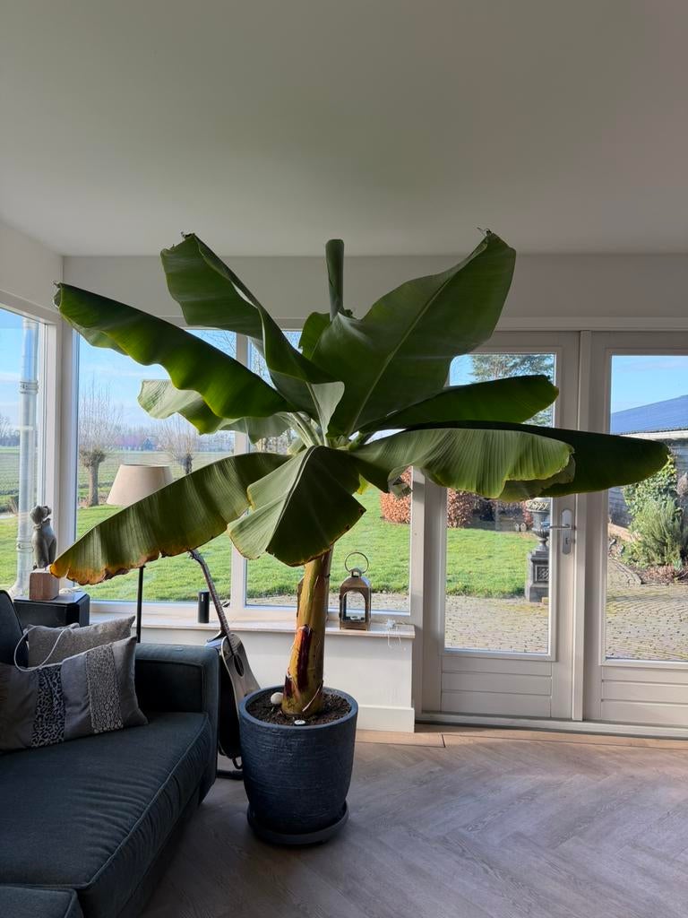 Bananenboom, gezond (ruim 2 meter hoog), Ophalen, Lente, Overige soorten, Volle zon