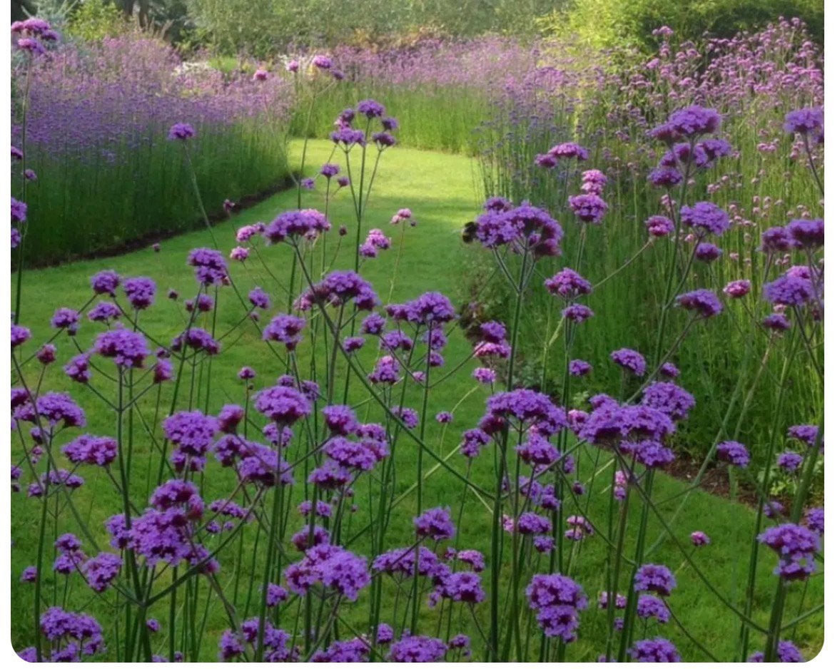 Verbena bonariensis - ijzerhard, Tuin en Terras, Planten | Tuinplanten, Ophalen, Overige soorten, Volle zon