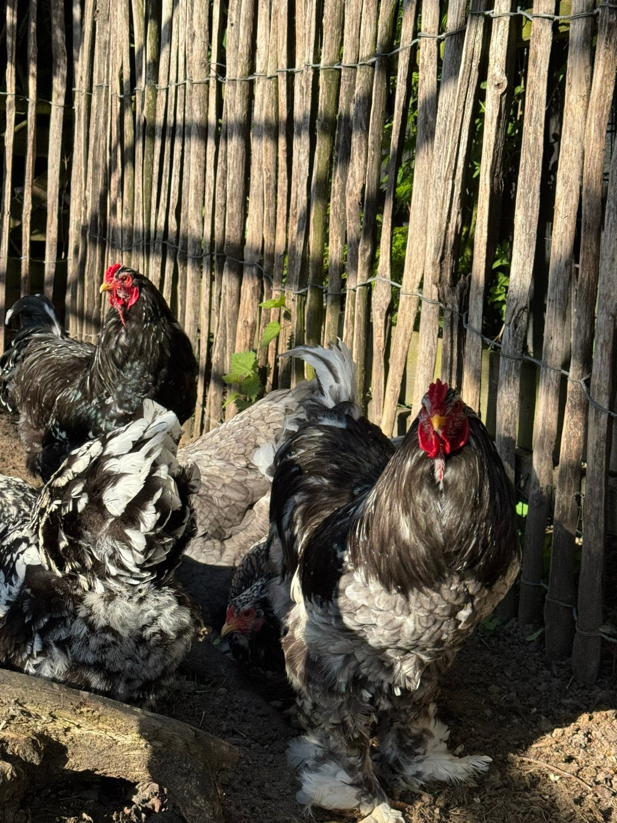 Brahma gepareld broedeieren, Geslacht onbekend, Kip