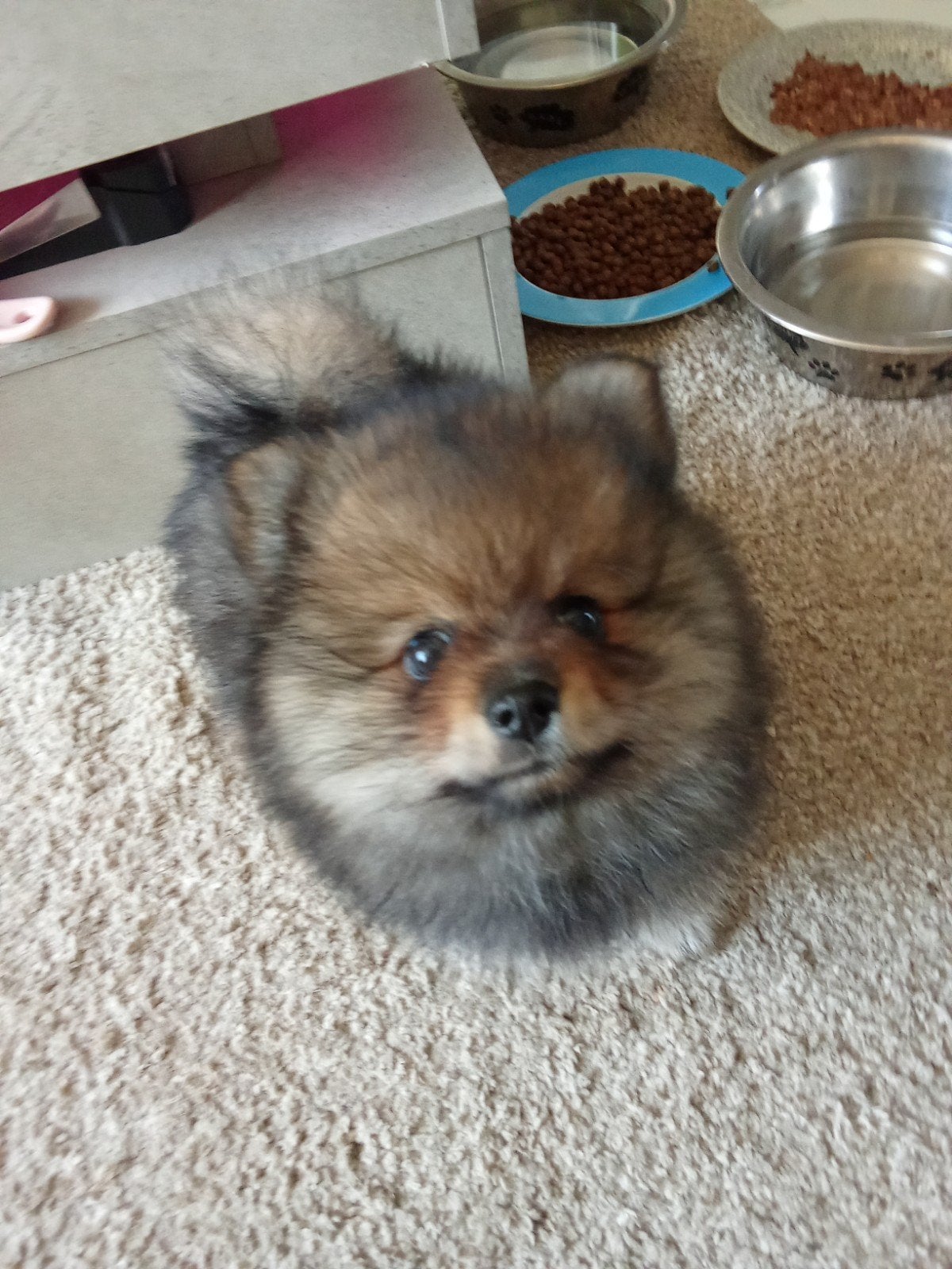 Pomeriaan pups, Keeshond, 8 tot 15 weken, Parvo, Meerdere