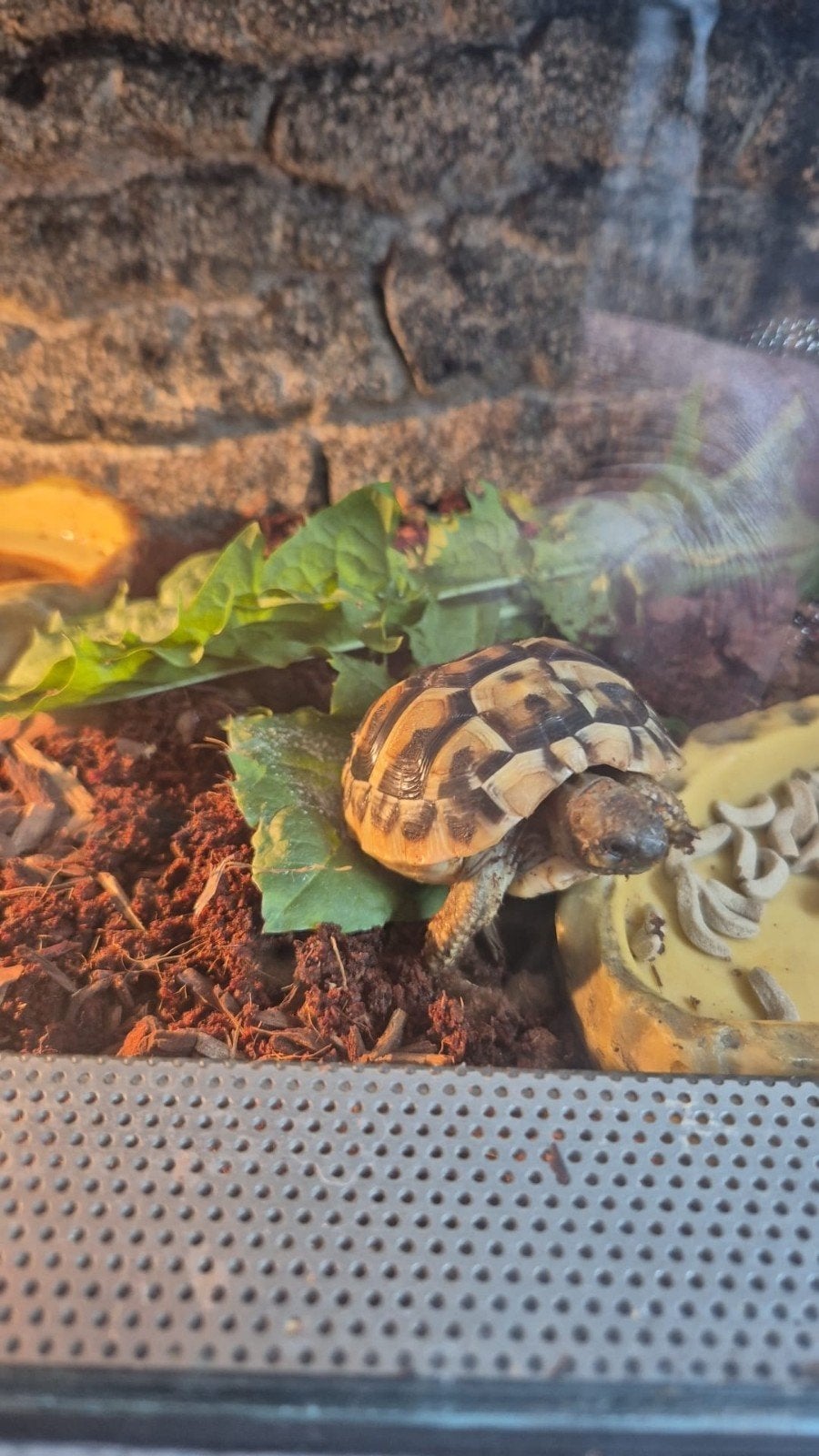 Nakweek Griekse landschildpadden Tortoise photo 6