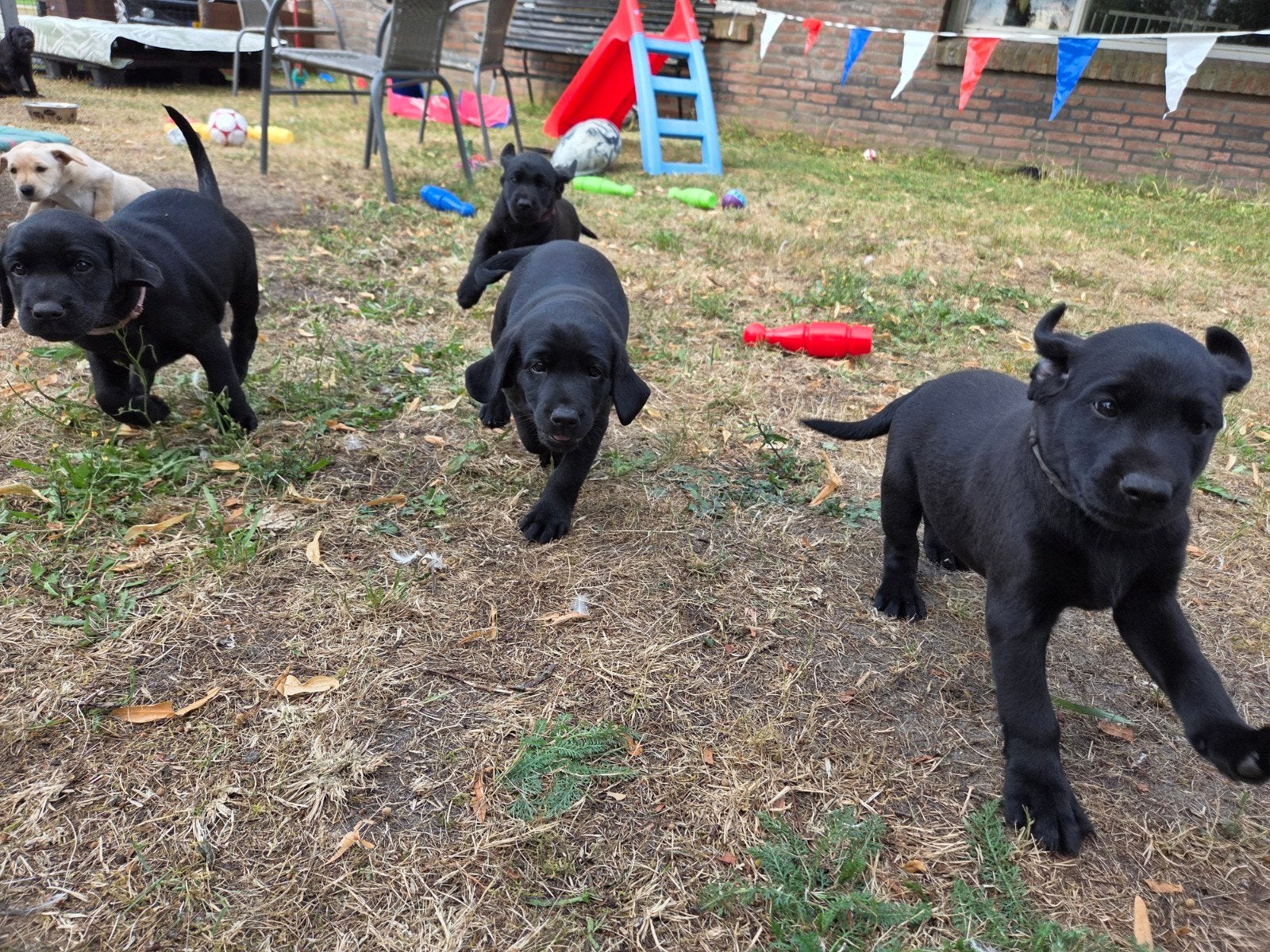 Prachtige Field Trial Labrador pups (stamboom en DNA), Parvo, 8 tot 15 weken, Labrador retriever, Meerdere