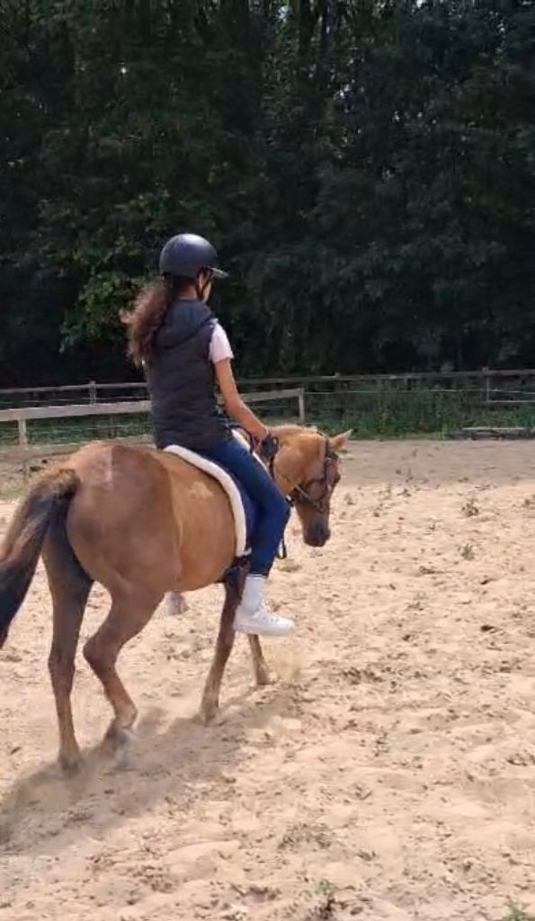 13 jarige welsh pony + shetlander, Dieren en Toebehoren, Pony's, C pony (1.27m tot 1.37m), 11 jaar of ouder, Recreatiepony, Merrie