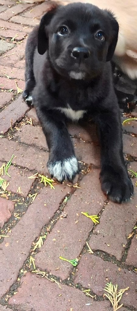 Prachtige en hele lieve kruising pups., Parvo, 8 tot 15 weken, Meerdere, Meerdere dieren