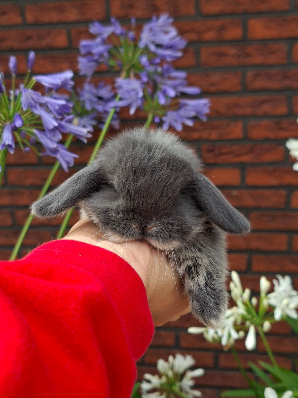 Raszuivere NHD baby konijntjes, Dieren en Toebehoren, Konijnen, Meerdere dieren, Dwerg, Hangoor
