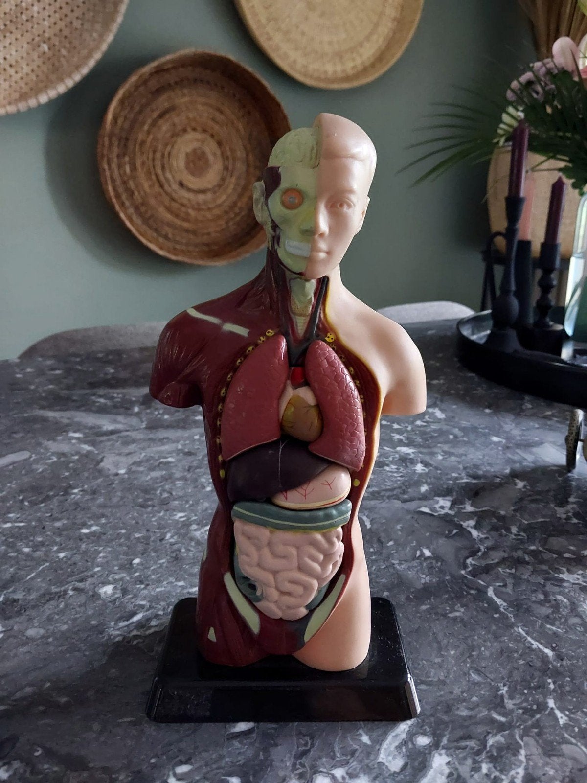 Anatomisch model menselijk torso - educatief, Onbekend, Zo goed als nieuw, Beta, HBO