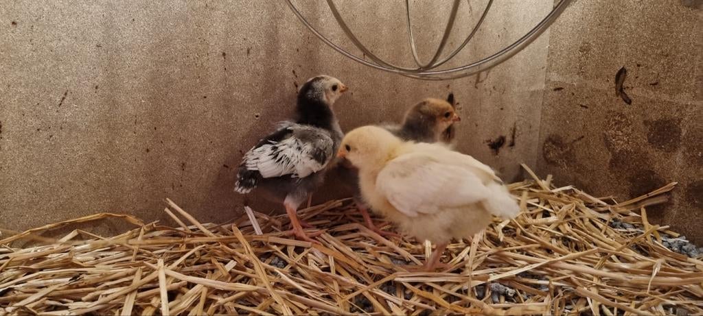 Legkippen kuikens, Dieren en Toebehoren, Meerdere dieren, Kip