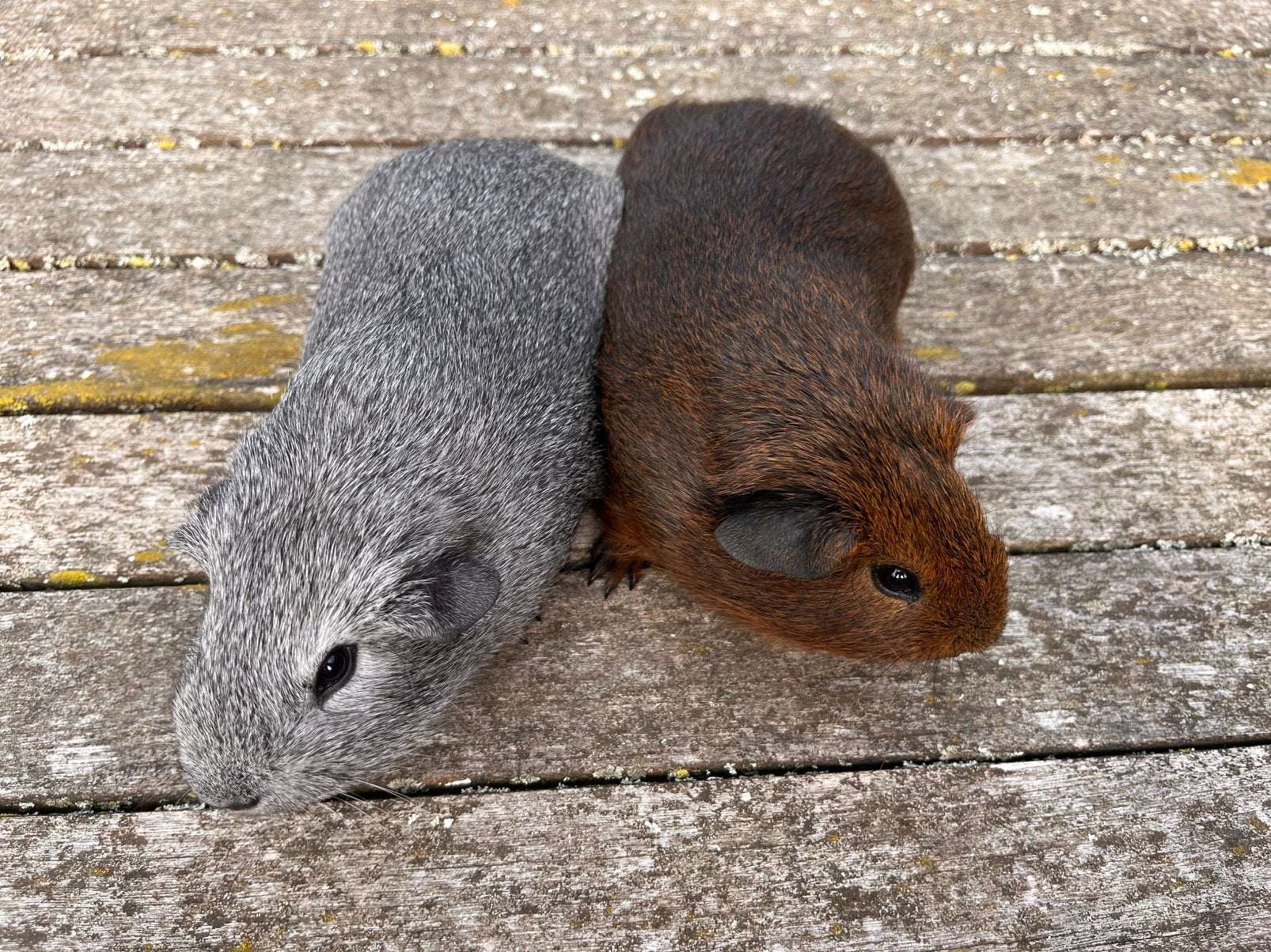 Twee agouti cavia beertjes, Dieren en Toebehoren, Cavia, Augustus, Mannelijk, Tam
