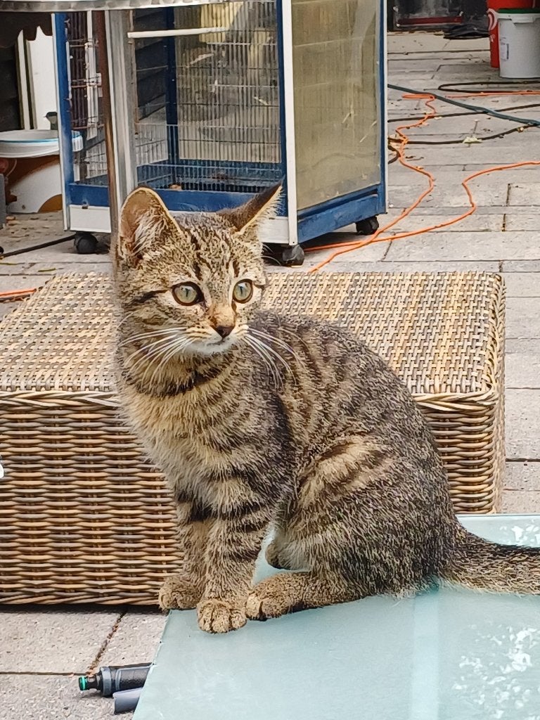 Schattige kittens, Dieren en Toebehoren, Meerdere dieren, Kortharig, 0 tot 2 jaar