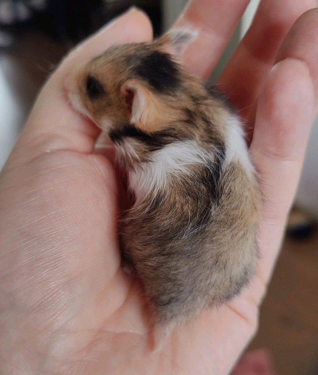 Lieve goud witband langhaar hamster baby, man, Hamster, Augustus, Mannelijk, Tam