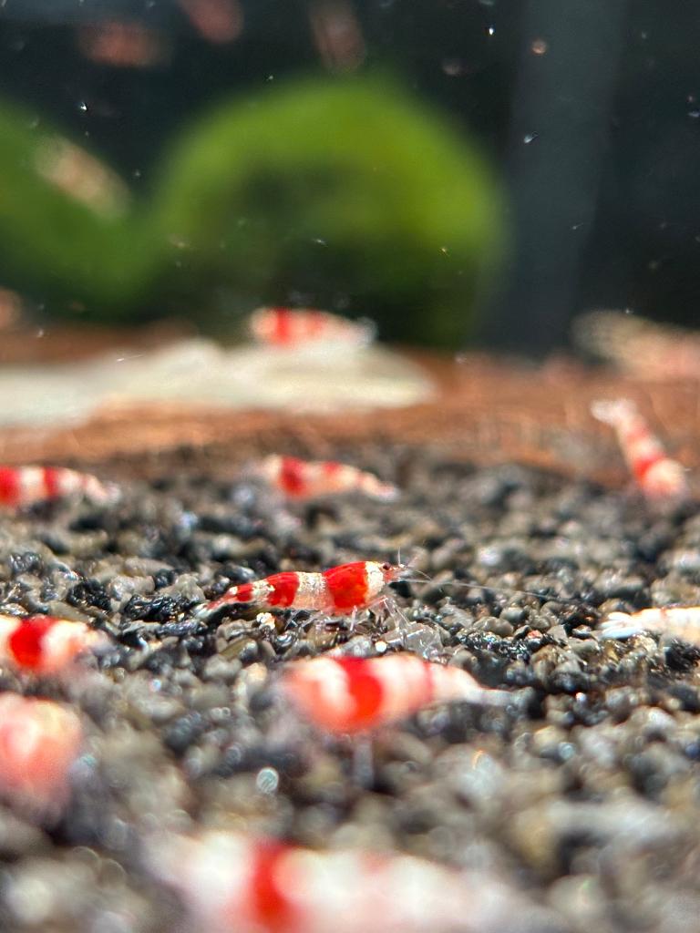 Crystel Red garnaal 4,95 of (10 voor 40 euro), Dieren en Toebehoren, Vissen | Aquariumvissen, Kreeft, Krab of Garnaal, Zoetwatervis