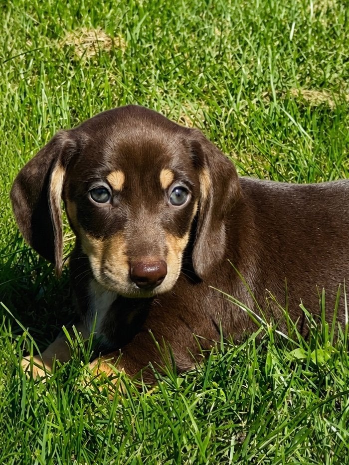 Prachtige Teckel Pups, Dieren en Toebehoren, 8 tot 15 weken, Korthaar, Dwerg, Parvo