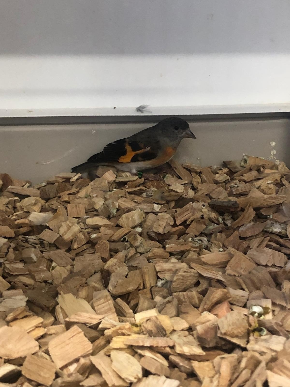kapoetensijs pop, Dieren en Toebehoren, Vrouwelijk