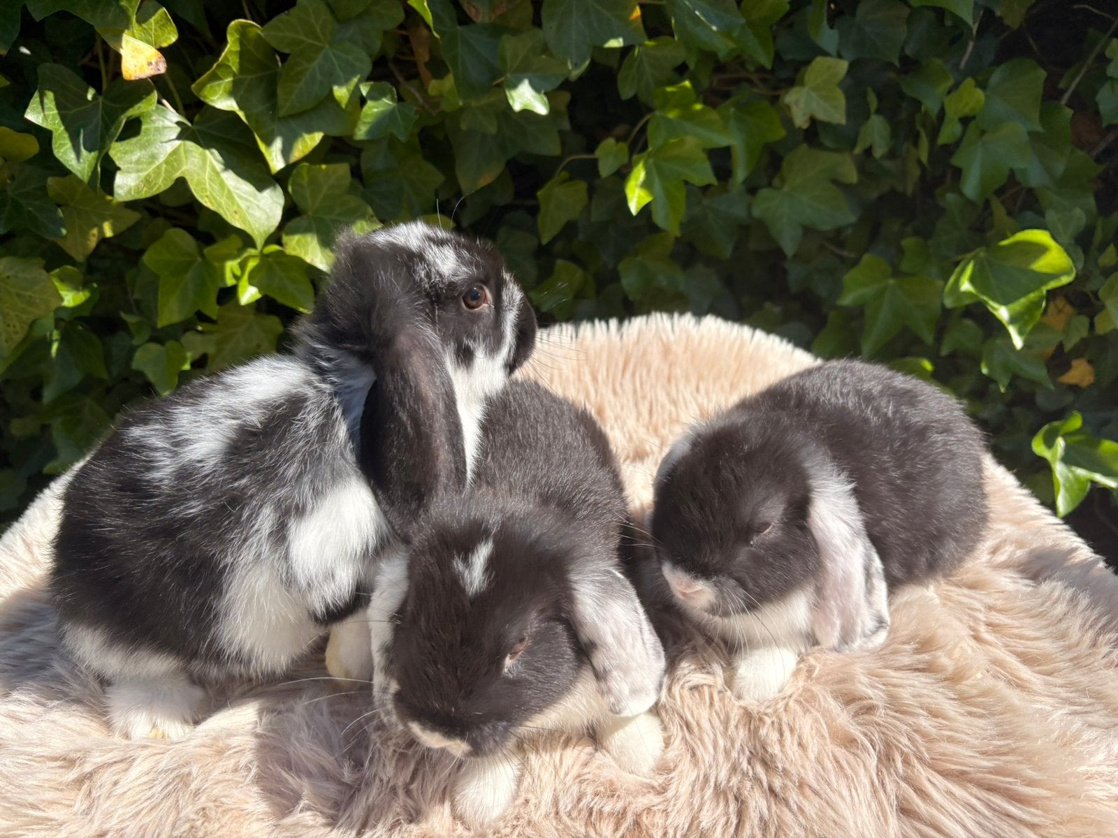 Lieve tamme baby Nederlandse hangoor dwergkonijnen, Dieren en Toebehoren, Konijnen, Meerdere dieren, Dwerg, Hangoor