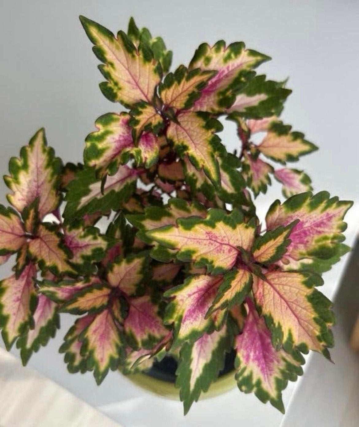 Siernetel Coleus blumei Down Town ’Miami Magic’, Ophalen of Verzenden, Halfschaduw, Minder dan 100 cm