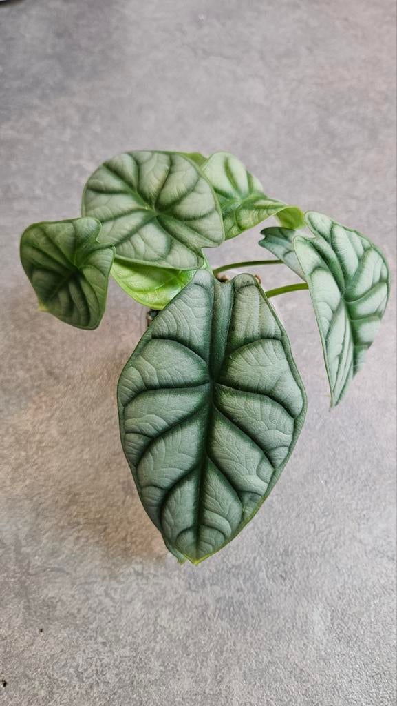 Alocasia Silver Dragon (sports), Ophalen of Verzenden, Halfschaduw, Minder dan 100 cm