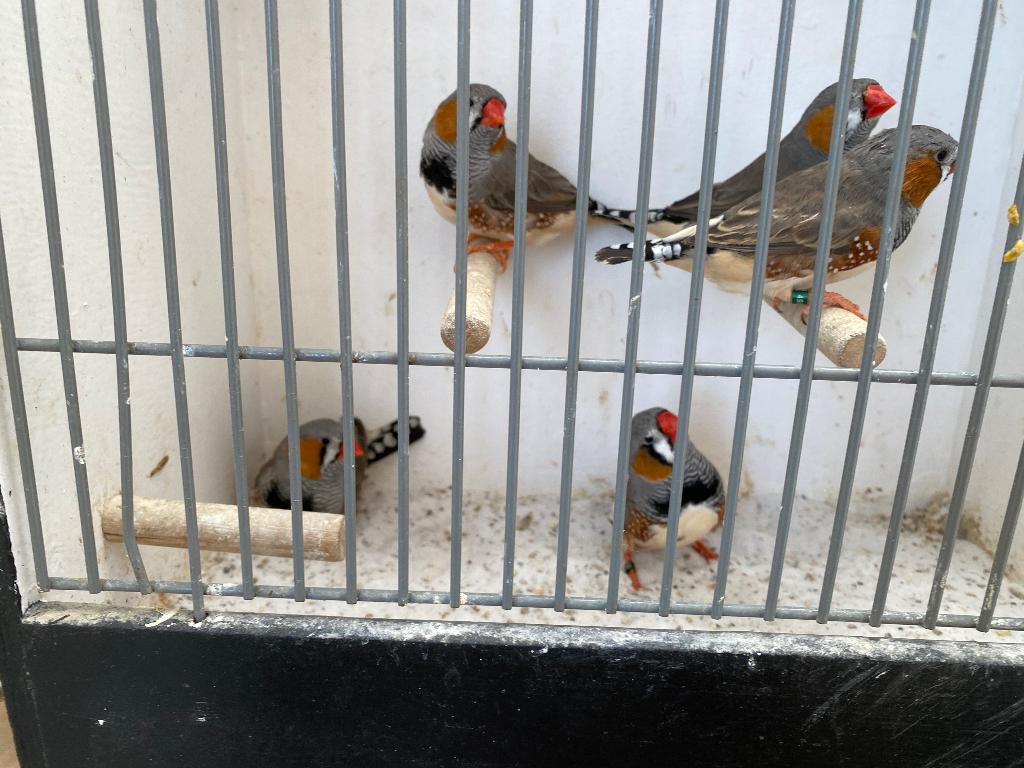 Zebravinken, Dieren en Toebehoren, Vogels | Overige Vogels, Meerdere dieren, Tropenvogel, Geringd